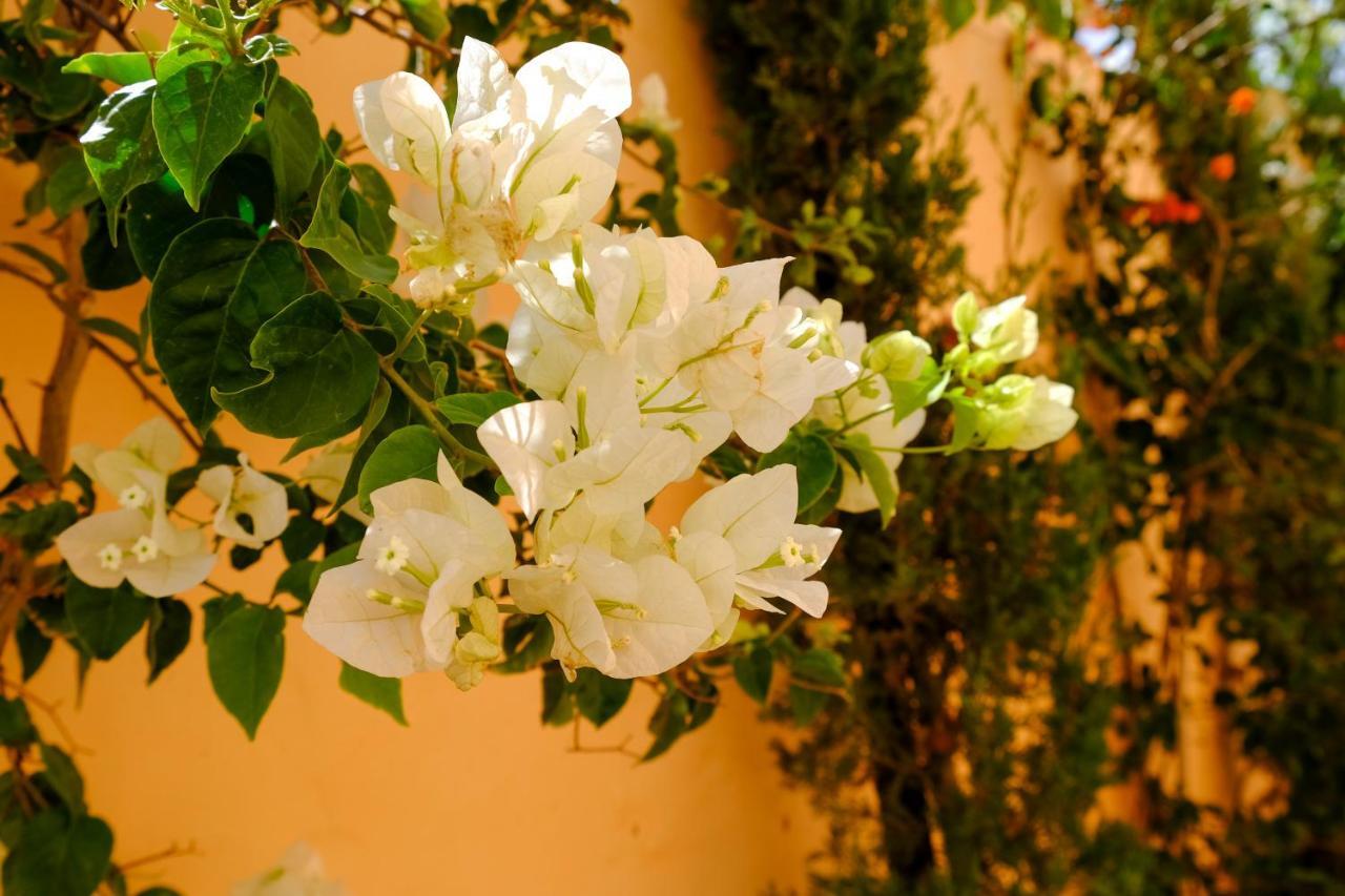 Dar Iziki Hostel Sidi Kaouki Kültér fotó